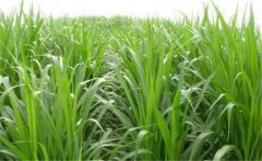 如何用牧草喂養(yǎng)畜禽？畜禽飼養(yǎng)中牧草的選用