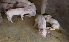治療豬痢疾需注意哪些事項？豬痢疾的治療方法