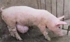臍疝的類型與癥狀，豬發(fā)生臍疝怎么辦？