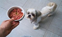 犬飼料中為何要添加鐵、銅等微量元素