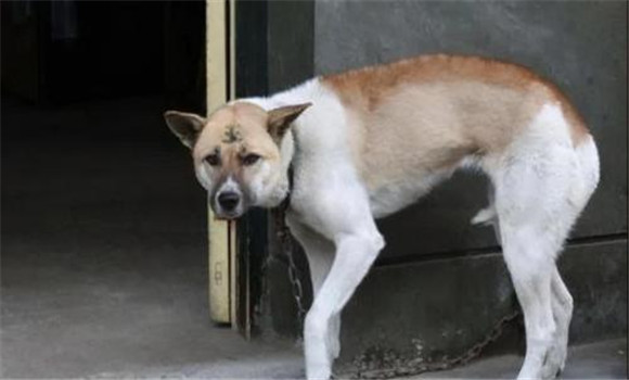 狗都怕什么？犬在什么情況下會表現(xiàn)出恐懼感