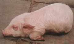 豬水腫、鏈球菌、偽狂犬的鑒別診斷及防治方法