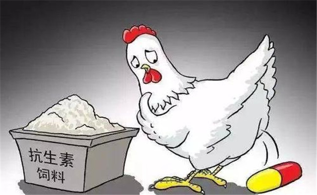 怎樣在飼料中添加抗生素？使用抗生素注意事項