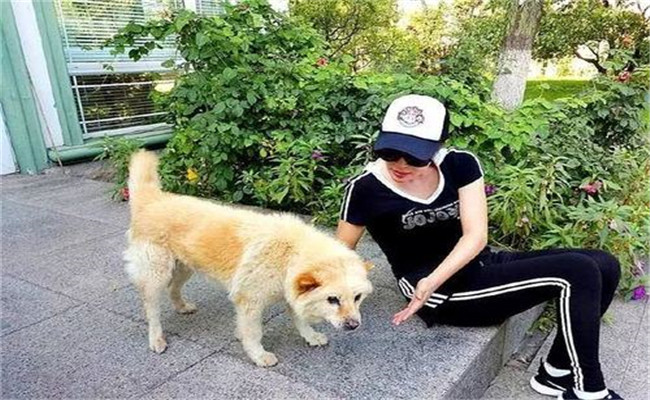 怎樣喂養(yǎng)妊娠犬、哺乳犬