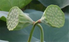 蓮蓬是荷花的什么部分，蓮蓬什么季節(jié)成熟