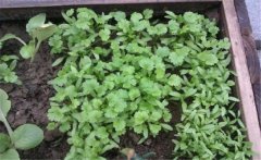 香菜（芫荽）白粉虱如何防治？發(fā)生規(guī)律是什么