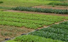 春季大白菜如何種植？大白菜種植技術(shù)！