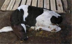 新生牛犢拉綠屎的原因是什么，如何治療？