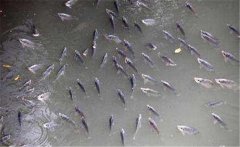 鯽魚在什么季節(jié)產(chǎn)卵，鯽魚產(chǎn)卵需要什么條件