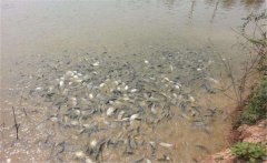 鯽魚養(yǎng)殖密度多少合適？鯽魚飼喂注意事項(xiàng)