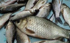 鯽魚是淡水魚還是海魚？鯽魚主要品種簡(jiǎn)介