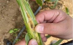 生姜種植如何防治姜薊馬？姜薊馬用什么藥？