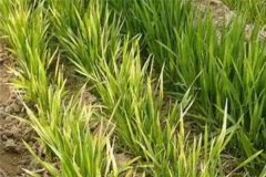 小麥發(fā)黃死苗如何防治，一畝小麥用多少蕓苔素