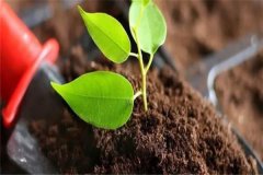 多菌靈可以直接澆灌嗎？如何使用多菌靈灌根？