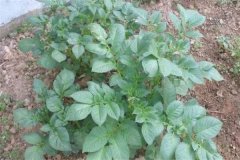土豆秧用不用打尖和打叉，開花后施什么肥料？