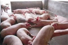 育肥豬不吃食是什么原因，豬不吃食怎么辦？