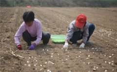 大蒜什么時(shí)間種植，如何掌握大蒜種植深度？