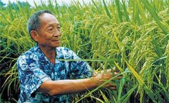 雜交水稻是哪兩種水稻雜交的 可以自己留種嗎？