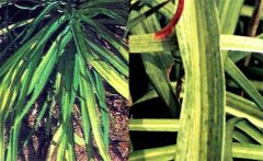 黃花菜病毒病危害癥狀！如何防治黃花菜病毒病
