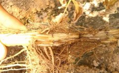 怎樣防治黃花菜根腐病，發(fā)病原因是什么？