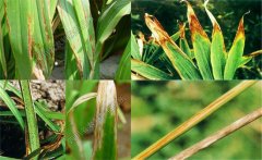 如何預(yù)防黃花菜炭疽病，防治農(nóng)藥是什么藥？