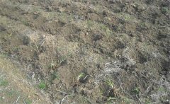 怎樣給黃花菜施肥？黃花菜不同生長(zhǎng)期施什么肥
