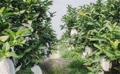 蓮霧種植為什么要套袋？蓮霧的套袋方法是什么