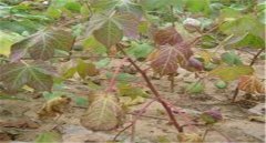 棉花莖枯病的發(fā)病癥狀！棉花莖枯病防治農(nóng)藥！