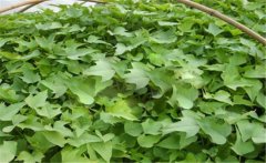甘薯的原產(chǎn)地是哪里？甘薯和紅薯有什么區(qū)別？