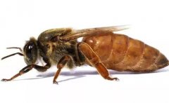 蜂王是如何產(chǎn)生的，怎樣人工培育蜂王？