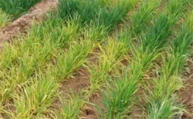 小麥除草劑產生藥害怎么辦