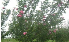 木槿是喬木還是灌木，木槿樹(shù)什么時(shí)候開(kāi)花？