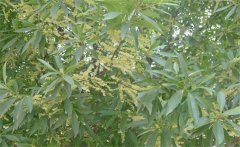 杜英是常綠還是落葉、杜英是喬木還是灌木