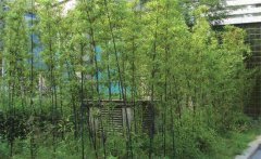 紫竹怎么養(yǎng)才能更旺盛？紫竹的園林用途