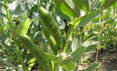 蠶豆的營養(yǎng)價(jià)值有哪些？蠶豆的保健功效簡介