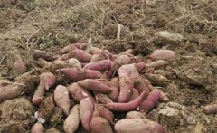 甘薯、甜豌豆高效栽培新模式