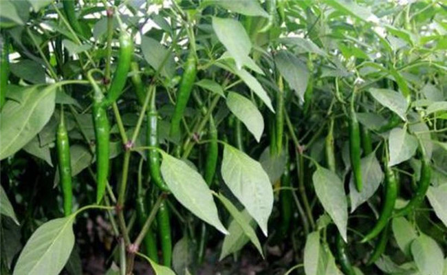 辣椒盛果重高鉀，花多豐產(chǎn)滿地紅