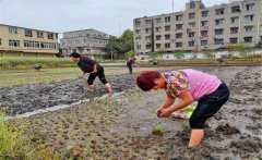 記住西瓜種植的訣竅，可讓西瓜大圓甜掉牙！