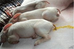 豬吐食拉稀是怎么回事、怎么治、用什么藥治療