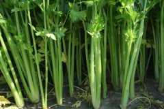 芹菜什么時間播種，種植芹菜用什么肥料合適