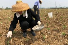 種植玉米怎么施底肥好，玉米為什么會(huì)長(zhǎng)杈子