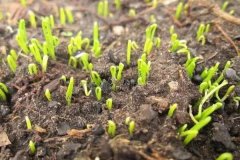 洋蔥育苗多長時間能出苗？洋蔥育苗方法與時間