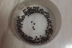 蠶卵孵化需要噴水嗎？蠶卵孵化需要什么條件