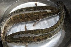 黑魚最大能長多少斤，黑魚與鯰魚有什么區(qū)別