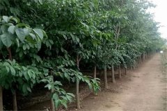 流蘇樹是什么樹、幾年開花 流蘇樹的寓意和象征