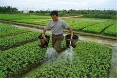 施用沖施肥的優(yōu)點，怎樣沖施肥料不浪費？