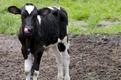 如何預(yù)防新生牛犢拉稀、牛犢拉稀用什么藥用藥
