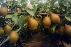 紅香酥梨的優(yōu)點(diǎn)與特點(diǎn)，紅香酥梨種植技術(shù)要點(diǎn)