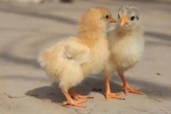 小雞一天吃多少飼料，小雞總叫是怎么回事
