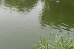 魚塘水變綠是怎么回事、怎么處理 對魚有影響嗎